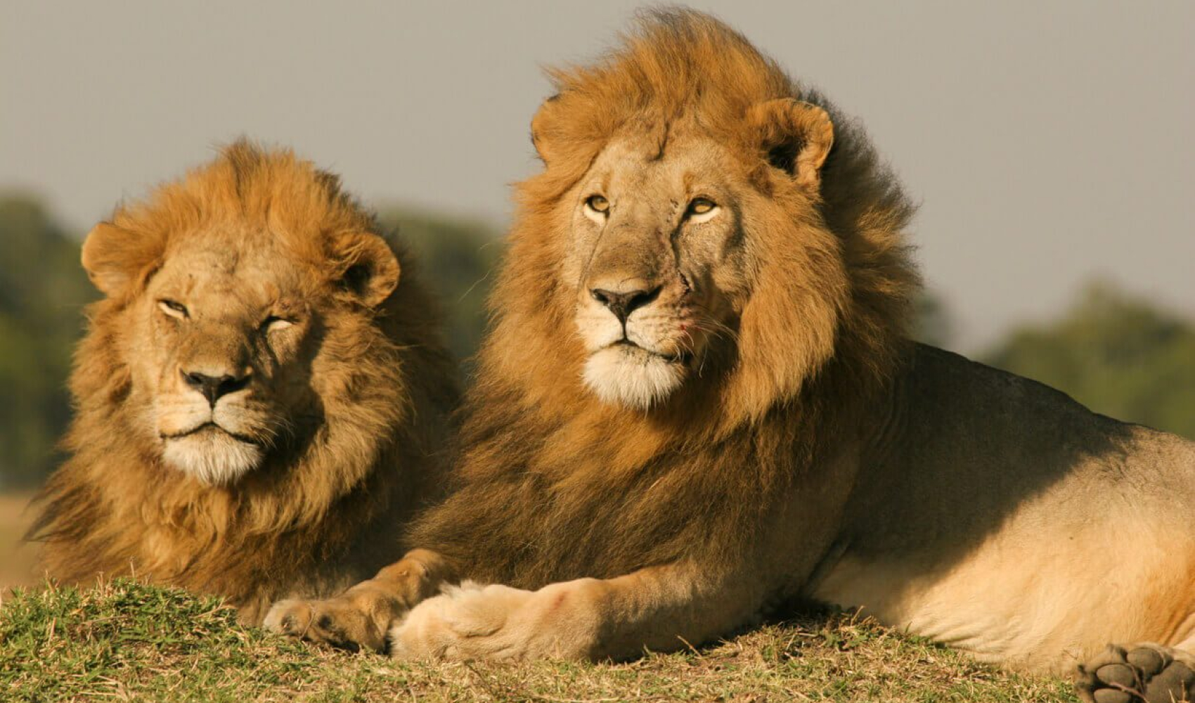 Google Premier Partner Dexfinity Lions