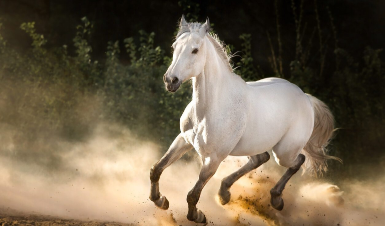 Google Premier Summit horse