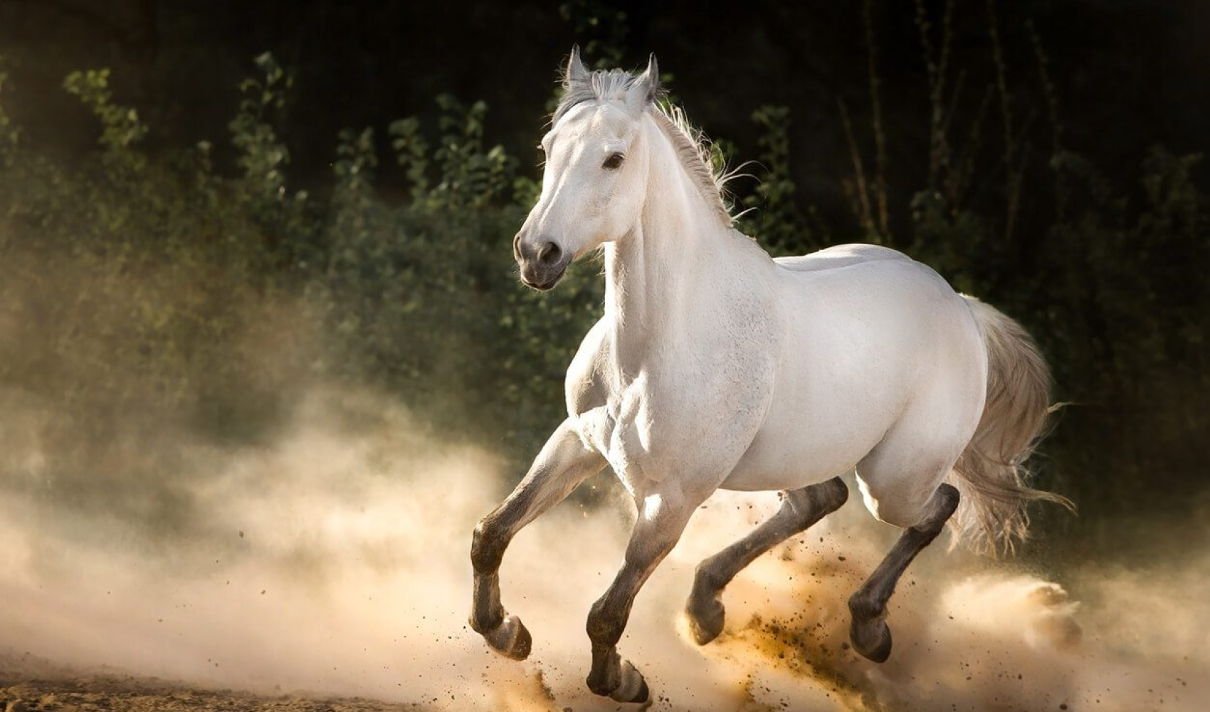 Google Premier Summit horse