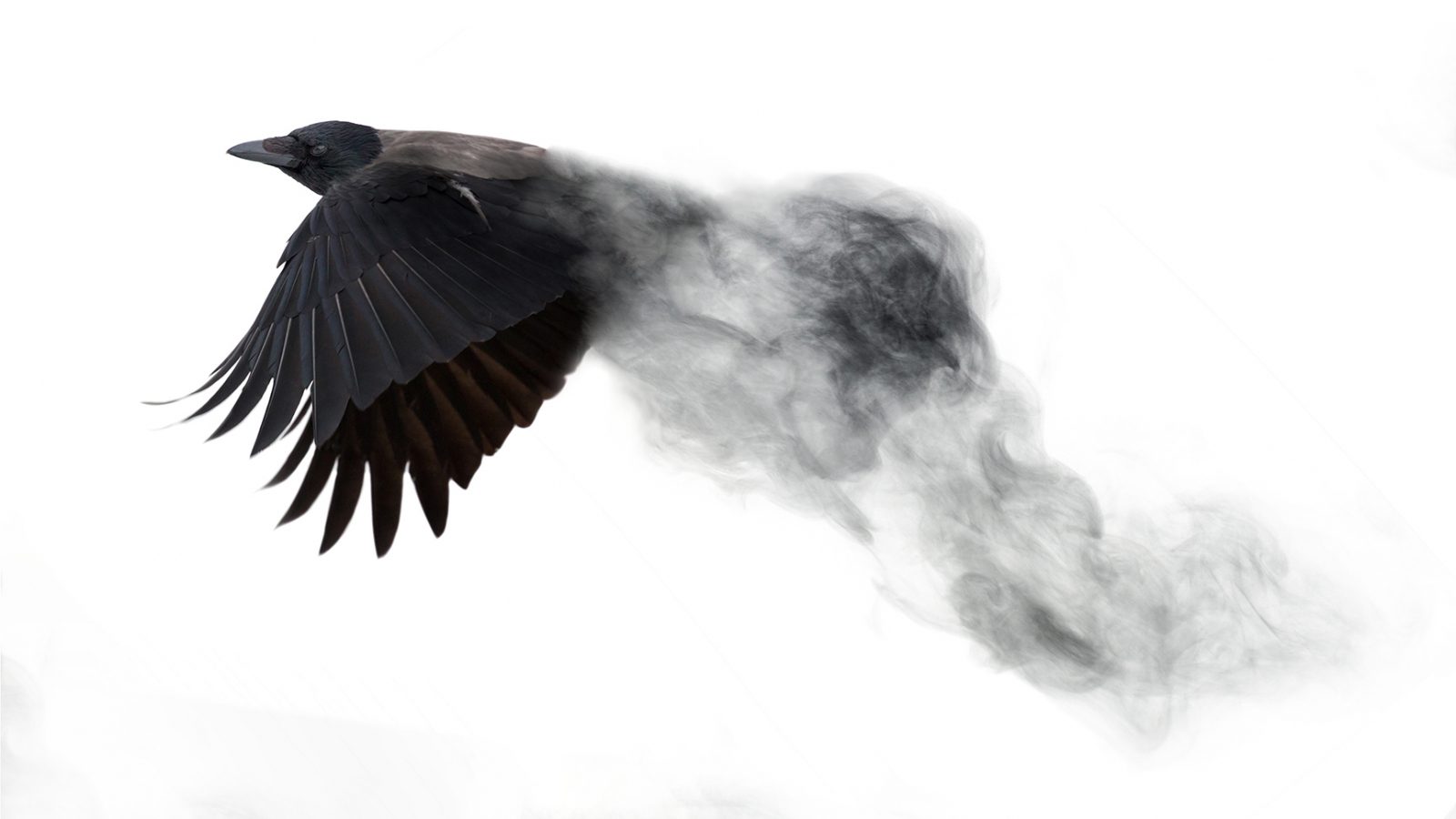 phoenix phoenix