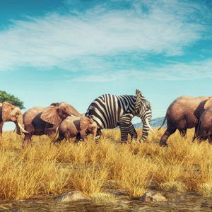 Elephant with a zebra skin into a crowd . Think outside the box concept . This is a 3d render illustration Elephant with a zebra skin into a crowd . Think outside the box concept . This is a 3d render illustration