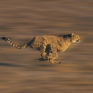 CHEETAH acinonyx jubatus, Adult running through Savannah CHEETAH acinonyx jubatus, Adult running through Savannah