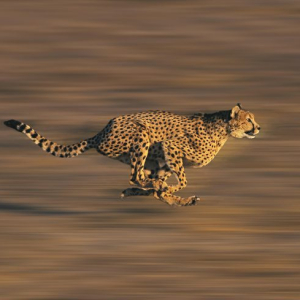 CHEETAH acinonyx jubatus, Adult running through Savannah