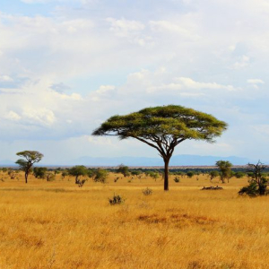 African savannah landscape in Tsavo East National Park, Kenya