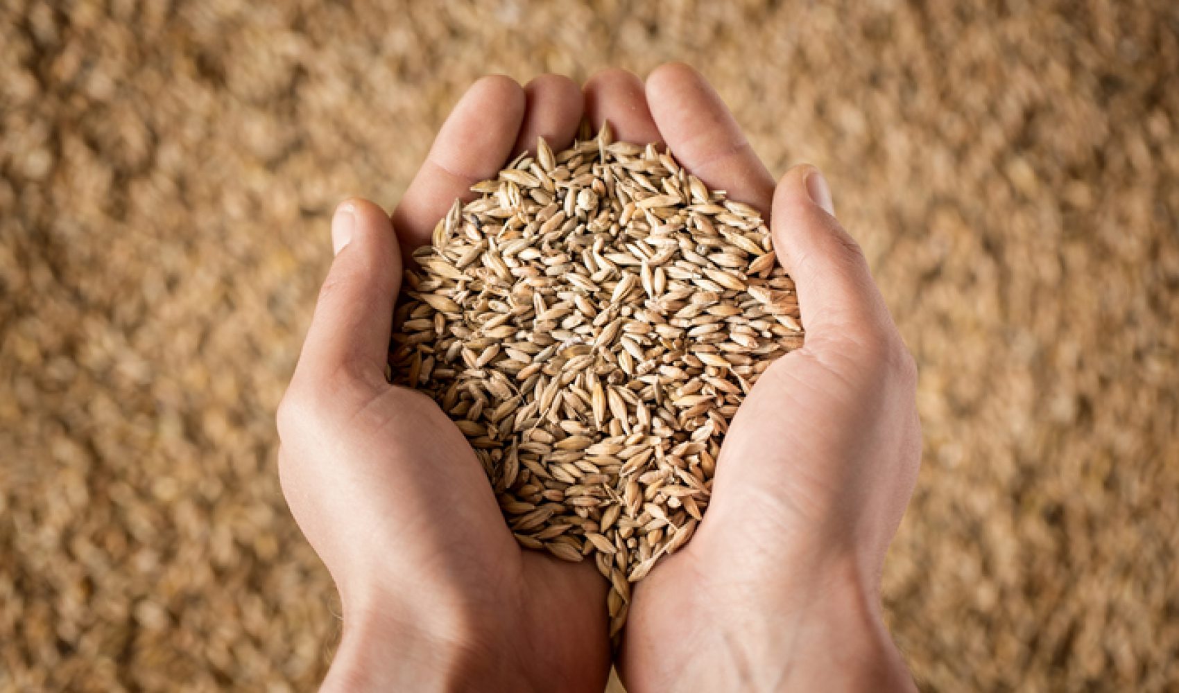Harvest Close up of cupped farmer's hands full of grain