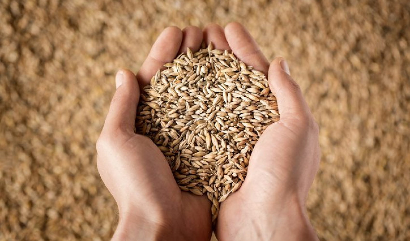 Close up of cupped farmer's hands full of grain