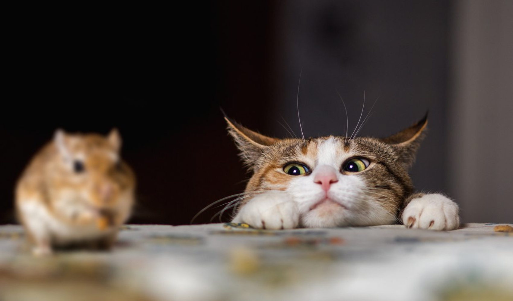 Cat playing with little gerbil mouse on the table.  Russia.