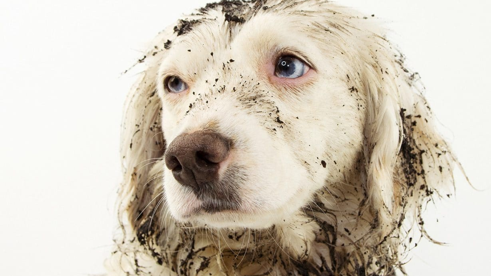 očistite sa od chýb